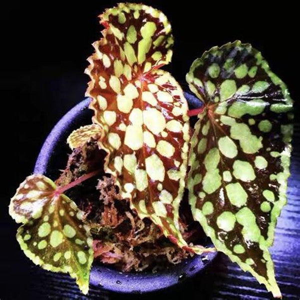 綠泡秋海棠 Begonia chlorosticta - Red Form