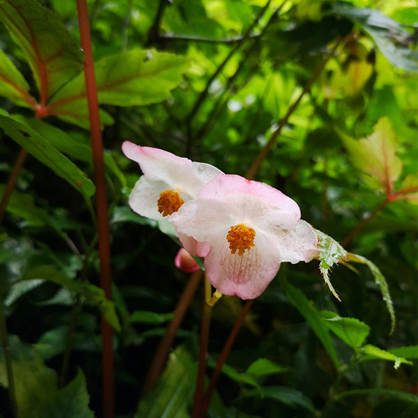 周裂秋海棠 Begonia circumlobata Hance