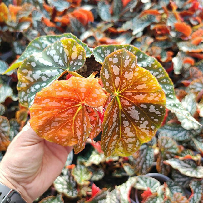 紅花秋海棠 Begonia coccinea