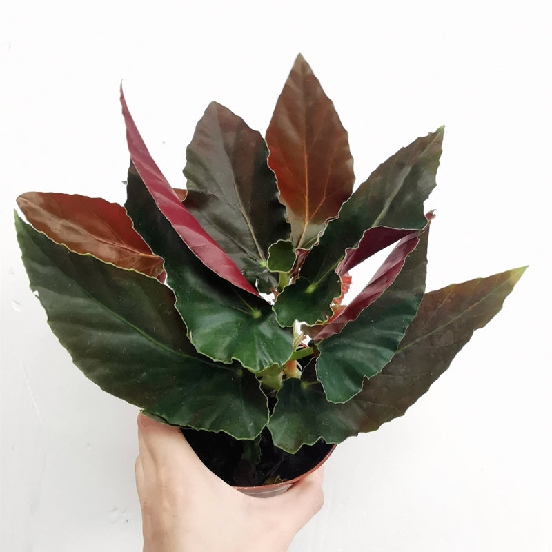 大紅秋海棠 Begonia coccinea ' pinafore '