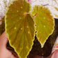 波點黑武士秋海棠 Begonia Darth Vad. ‘Green Spots ’