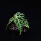 秋海棠 Begonia dracopelta