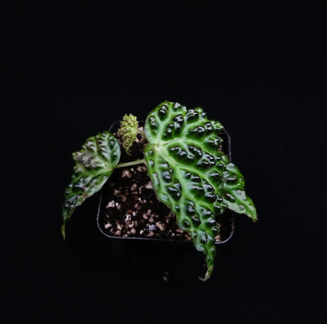 秋海棠 Begonia dracopelta