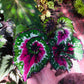 秋海棠 Begonia ‘ Dutch Splendor ’