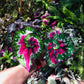 秋海棠 Begonia ‘ Dutch Splendor ’