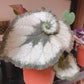 蝸牛秋海棠 Begonia ' escargot '