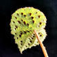 黑泡秋海棠/黑峰秋海棠 Begonia melanobullata（Vietnam ferox）