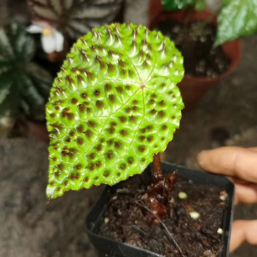 黑泡秋海棠/黑峰秋海棠 Begonia melanobullata（Vietnam ferox）
