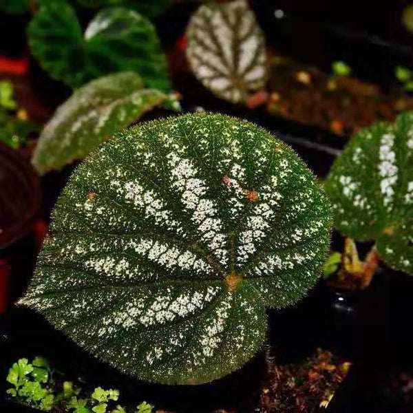 絲形秋海棠  Begonia filiformis
