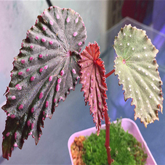 蘇門答臘產秋海棠 Begonia gracilicyma