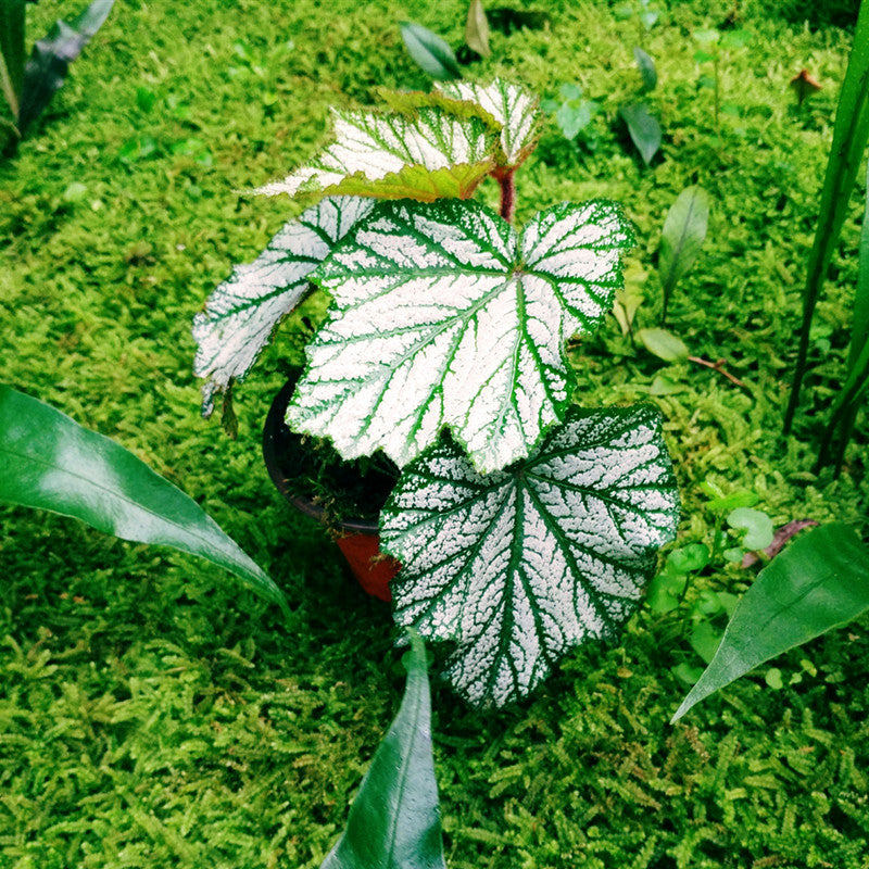 楓葉秋海棠 Begonia heracleifoniana