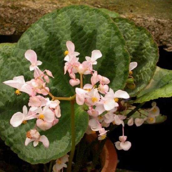 燈果秋海棠 Begonia lanternaria