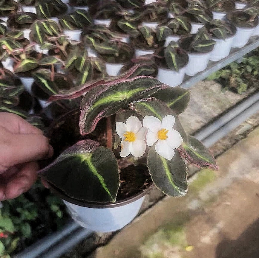 貓眼秋海棠 Begonia listada