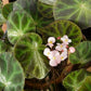 羅城秋海棠 Begonia luochengensis