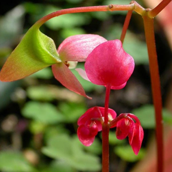 羅城秋海棠 Begonia luochengensis