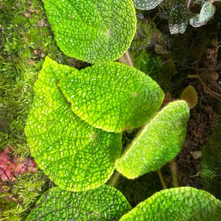 微籽秋海棠 Begonia microsperma