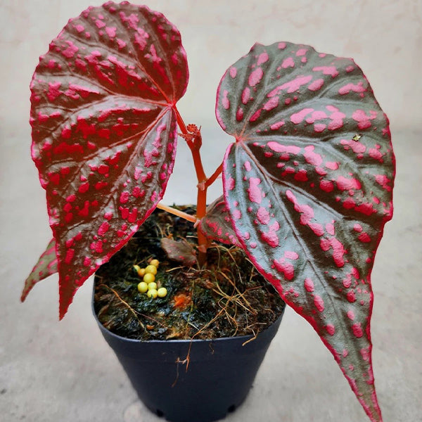 Begonia Negrosensis GreenFlow begonia-negrosensis-greenflow