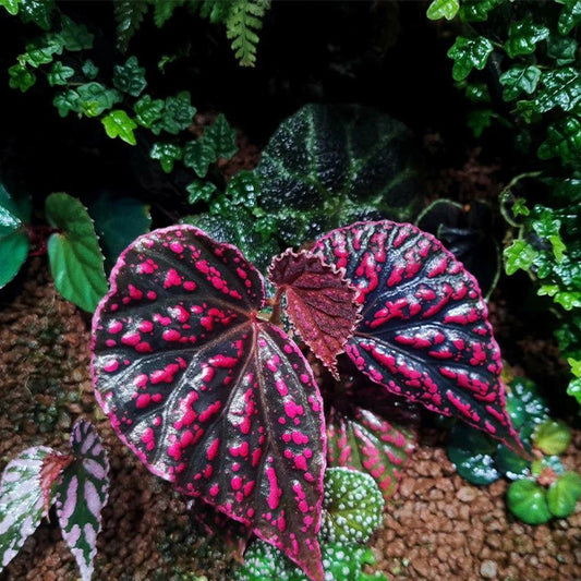 秋海棠 Begonia negrosensis