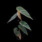 秋海棠 Begonia nothobaramensis