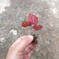 小葉秋海棠 Begonia parvula