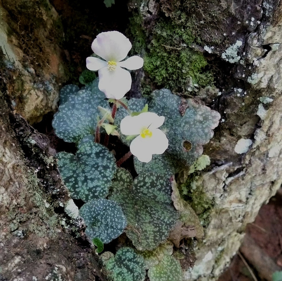 小葉秋海棠 Begonia parvula