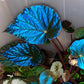 孔雀秋海棠. Blue Begonia ( Begonia pavonina )