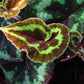 一口血秋海棠 Begonia picturata