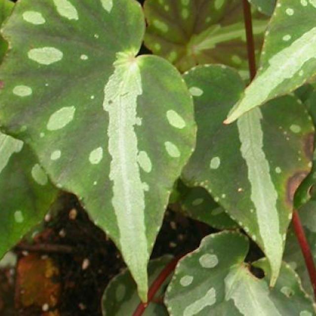 假厚葉秋海棠 Begonia pseudodryadis