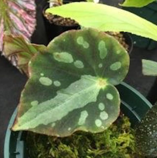 假厚葉秋海棠 Begonia pseudodryadis