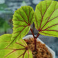 秋海棠 Begonia ‘Red vein’ （Begonia sp.Sarawak）