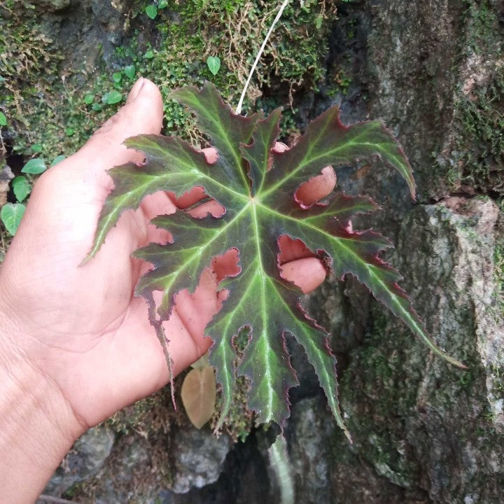 紅斑秋海棠 Begonia rubropunctata