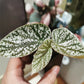 富士山秋海棠 Begonia ' Snow Capped ' ( Begonia fibrous Hybrid )