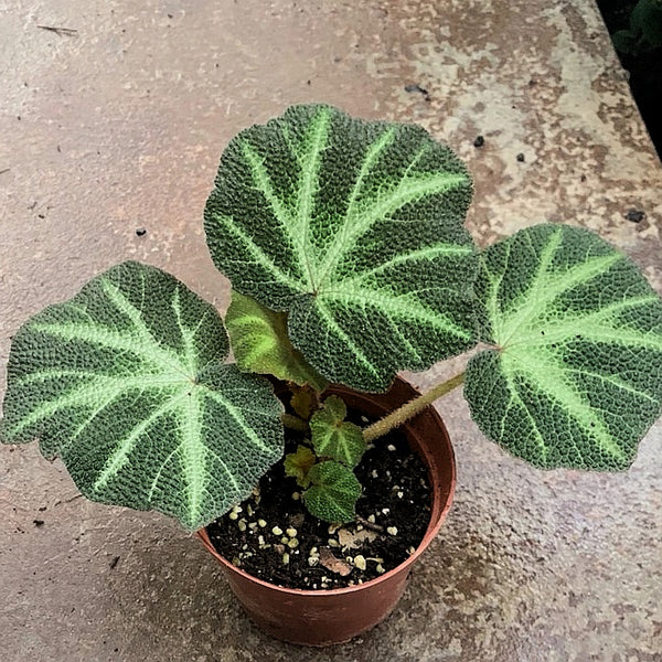 秋海棠 Begonia soli-mutata hort