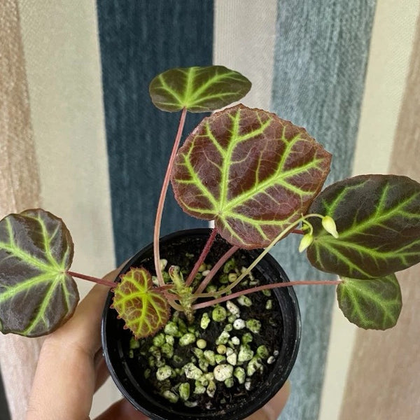 秋海棠  Begonia sp. Aceh