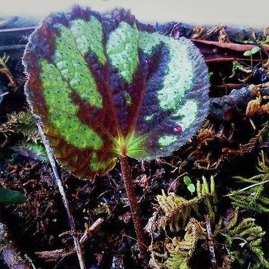 Begonia sp. ( Red &amp; Green )