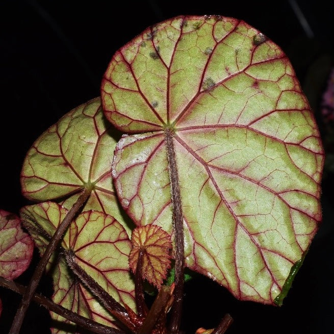 秋海棠 Begonia sp. Red vein