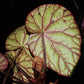 秋海棠 Begonia sp. Red vein