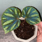 秋海棠 Begonia sp. Reflective blue