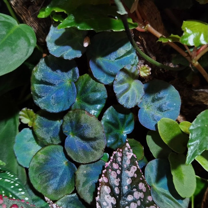 秋海棠 Begonia sp. sarawak