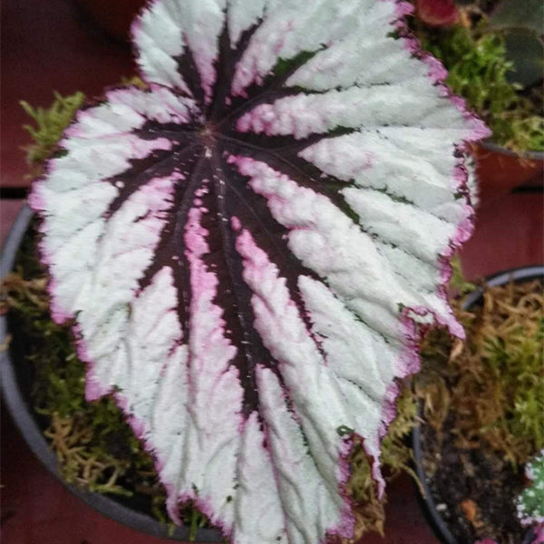 秋海棠  Begonia sp. (White & Pink)