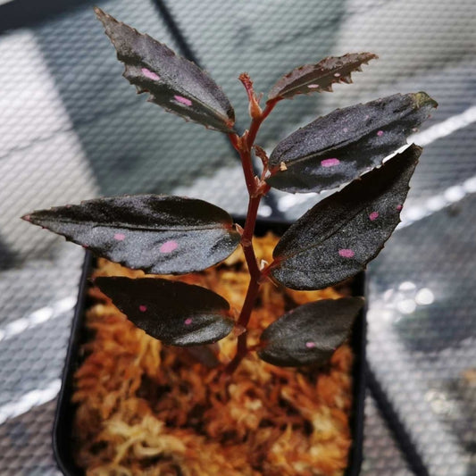 Begonia sp.julau thin leaf 