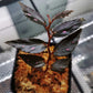 秋海棠  Begonia sp.julau thin leaf