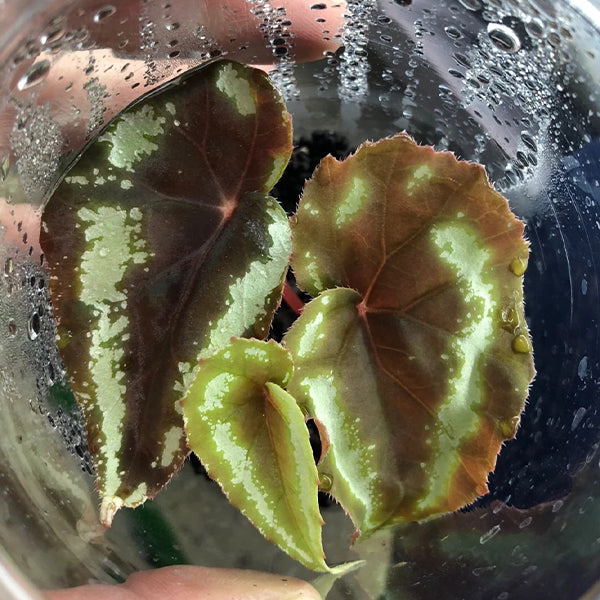 球根秋海棠 Begonia sp curtisii