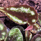 球根秋海棠 Begonia sp curtisii