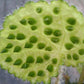 秋海棠 Begonia sp ( Green )