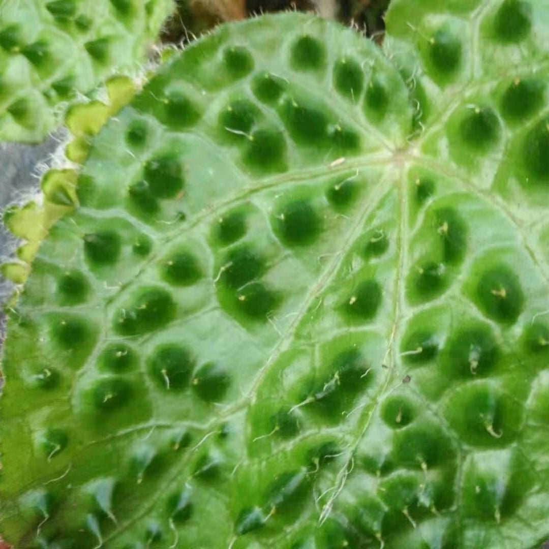 秋海棠 Begonia sp ( Green )