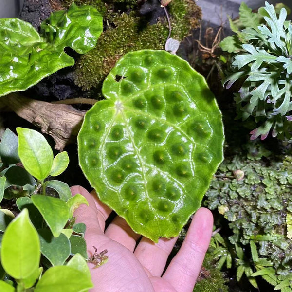 秋海棠 Begonia sp ( Green )