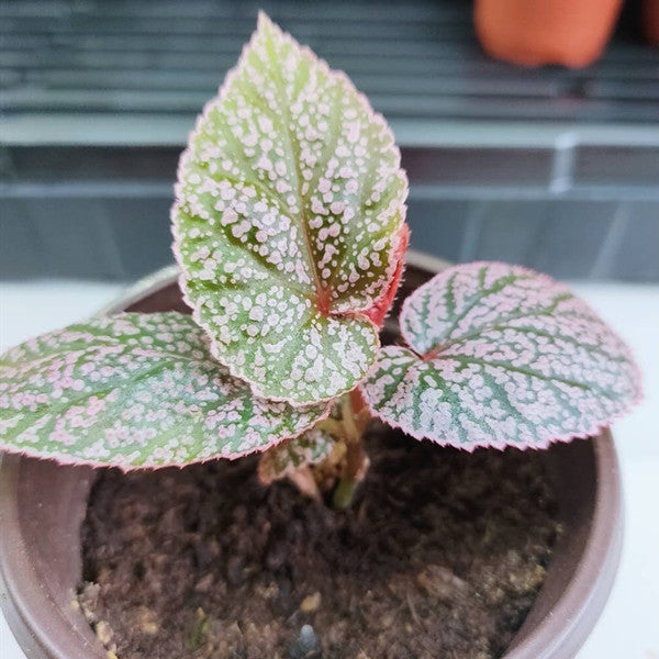 秋海棠 Begonia U062