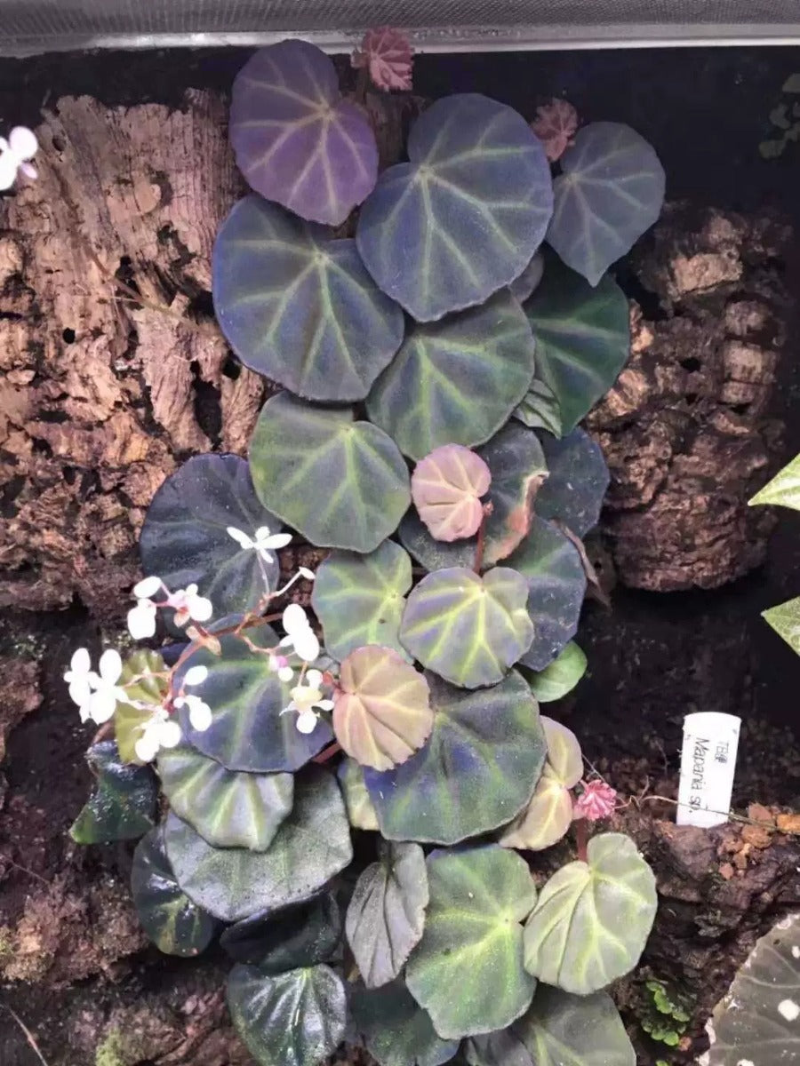 秋海棠 Begonia sp. sarawak