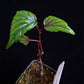 Begonia 'Red vein' (Begonia sp.Sarawak)